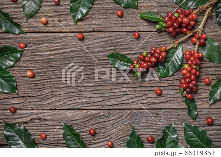 Close up fresh organic red coffee beans with coffee leaves on wooden background with copy space Close up fresh organic red coffee beans with coffee leaves on wooden background with copy space 66019351
