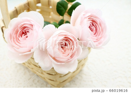 薔薇 薔薇 66019616