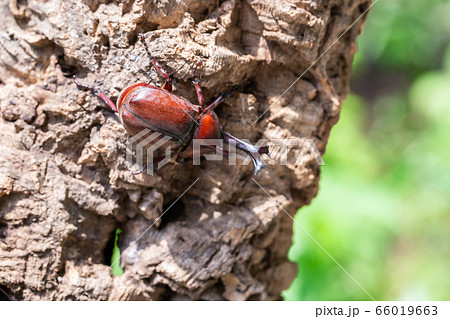 かぶと虫 カブトムシ かぶと虫 カブトムシ 66019663