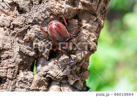 かぶと虫　カブトムシ 66019664