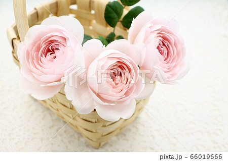 薔薇 薔薇 66019666