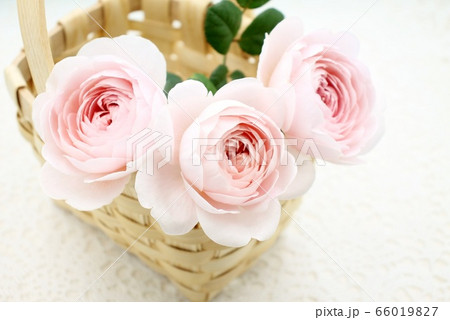 薔薇 66019827