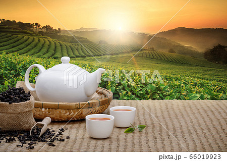 Warm cup of tea with teapot, green tea leaves and dried herbs on the bamboo mat at morning in plantations background with empty space, Organic product from the nature for healthy with traditional Warm cup of tea with teapot, green tea leaves and dried herbs on the bamboo mat at morning in plantations background with empty space, Organic product from the nature for healthy with traditional 66019923