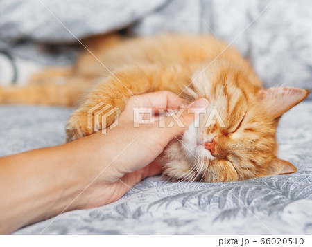 Woman strokes cute ginger cat sleeping in bed. Fluffy pet has a nap with pleasure. Cozy morning bedtime. Woman strokes cute ginger cat sleeping in bed. Fluffy pet has a nap with pleasure. Cozy morning bedtime. 66020510