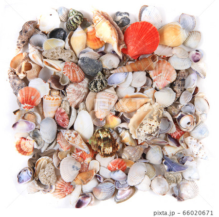 sea shells texture sea shells texture 66020671