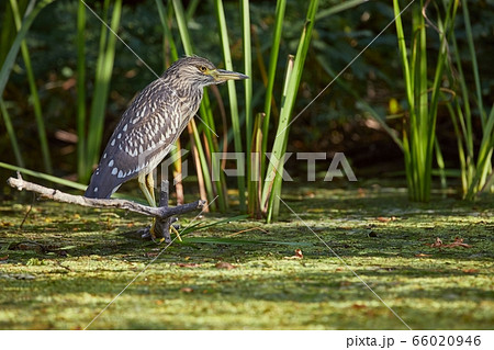 Bird fishing in the lake Bird fishing in the lake 66020946