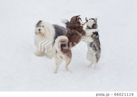 Two siberian husky puppies and bobtail sheepdog. 66021119