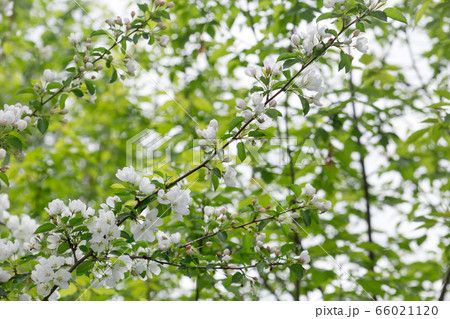 Blooming apple trees in the spring garden. 66021120