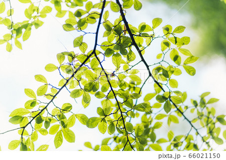 Green sprouting leaves In nature after the rain 66021150
