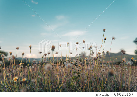 Countryside, fields and evening light 66021157