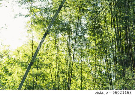Grass and green leaves Natural ligh Grass and green leaves Natural ligh 66021168