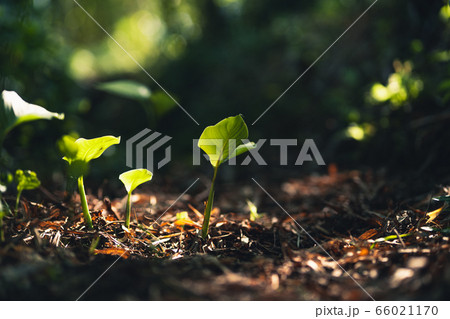 Grass and green leaves Natural ligh Grass and green leaves Natural ligh 66021170