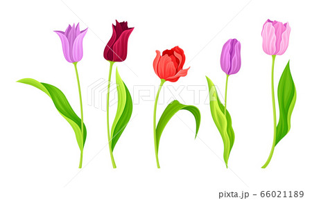 Cup-shaped Tulip Flowers with Bright Actinomorphic Buds on Green Stem with Cauline Leaves Vector Set. Spring-blooming Perennial Herbaceous Bulbiferous Plant. Cup-shaped Tulip Flowers with Bright Actinomorphic Buds on Green Stem with Cauline Leaves Vector Set. Spring-blooming Perennial Herbaceous Bulbiferous Plant. 66021189