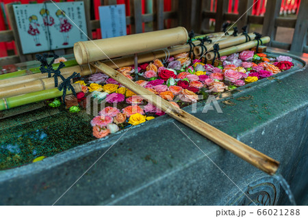 東京の都市風景 上野 下谷神社 東京の都市風景 上野 下谷神社 66021288