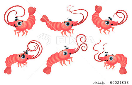 Cute Pink Shrimp with Big Eyes and Long Antennae Vector Set 66021358
