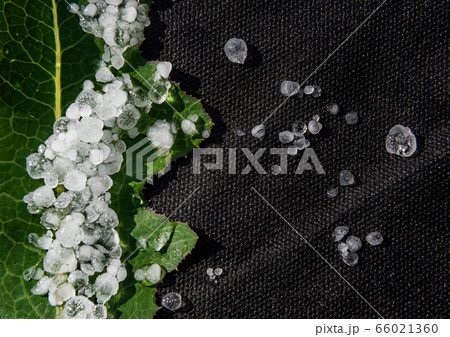 Close-up of natural leaf with hailstones on black 66021360