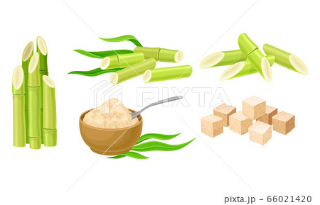 Sugar Cane Unbranched Stems with Leaves and Superfood like Brown Granulated Sugar Vector Set Sugar Cane Unbranched Stems with Leaves and Superfood like Brown Granulated Sugar Vector Set 66021420