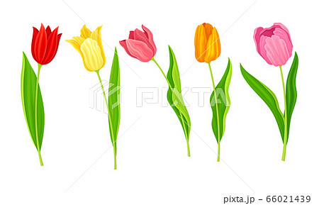 Cup-shaped Tulip Flowers with Bright Actinomorphic Buds on Green Stem with Cauline Leaves Vector Set 66021439