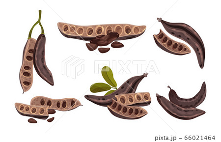 Carob Plant Edible Pods Isolated on White Background Vector Set Carob Plant Edible Pods Isolated on White Background Vector Set 66021464