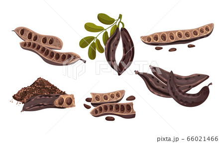 Carob Plant Edible Pods Isolated on White Background Vector Set 66021466