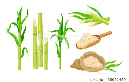 Sugar Cane Unbranched Stems With Leaves And のイラスト素材