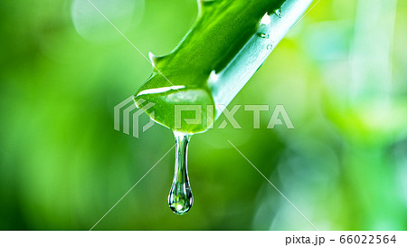 Dropping aloe vera liquid from leaf. 66022564