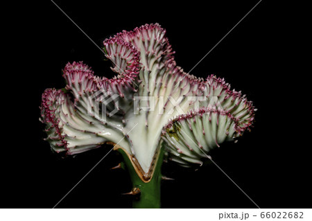 Crested Euphorbia on a black background 66022682