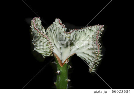 Crested Euphorbia on a black background Crested Euphorbia on a black background 66022684