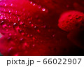 Macro Close up Shot of Many Water Drops on red 66022907