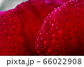 Macro Close up Shot of Many Water Drops on red 66022908