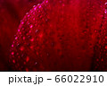 Macro Close up Shot of Many Water Drops on red 66022910