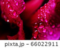 Macro Close up Shot of Many Water Drops on red 66022911