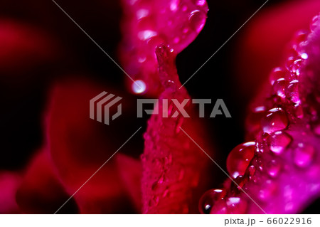 Macro Close up Shot of Many Water Drops on red Macro Close up Shot of Many Water Drops on red 66022916
