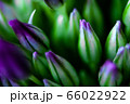 Onion flowers. Purple flower buds 66022922