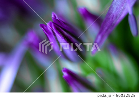 Onion flowers. Purple flower buds Onion flowers. Purple flower buds 66022928
