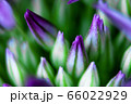 Onion flowers. Purple flower buds 66022929