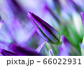 Onion flowers. Purple flower buds 66022931