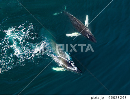 Aerial view of huge humpback whale, Iceland 66023243