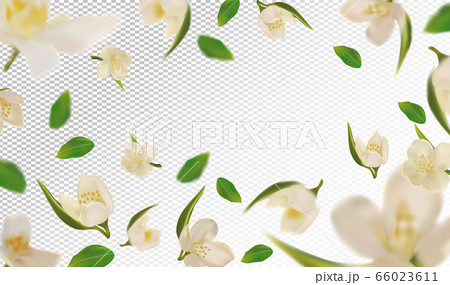 3D realistic jasmine with green leaf. White jasmine flower in motion. Beautiful jasmine background. Falling flower jasmine. Vector illustration. 66023611
