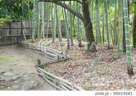 竹林(片倉家中武家屋敷・白石城 城下/宮城県白石市) 竹林(片倉家中武家屋敷・白石城 城下/宮城県白石市) 66024081