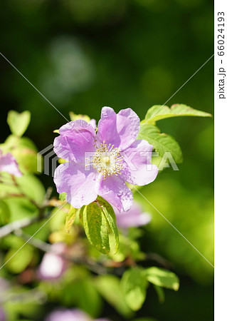 薔薇 (カラフトイバラ) 薔薇 (カラフトイバラ) 66024193