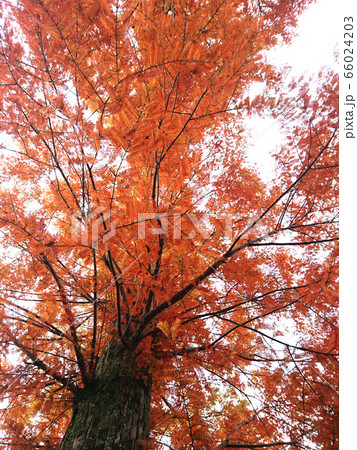 メタセコイヤの紅葉 66024203