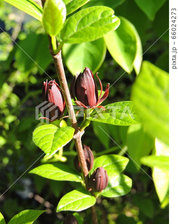 クロバナロウバイ クロバナロウバイ 66024273