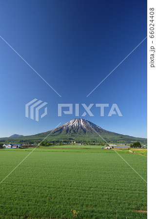 初夏の北海道倶知安町で残雪の羊蹄山(蝦夷富士)と秋まきの小麦畑の朝の風景を撮影 初夏の北海道倶知安町で残雪の羊蹄山(蝦夷富士)と秋まきの小麦畑の朝の風景を撮影 66024408