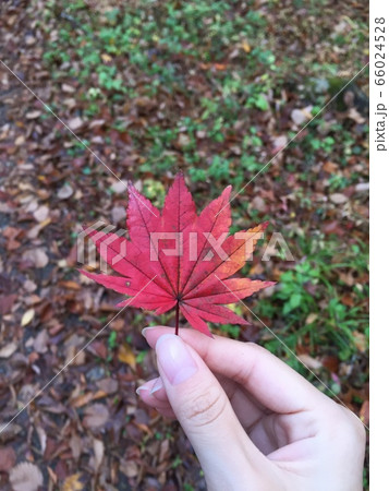 紅葉の葉 66024528