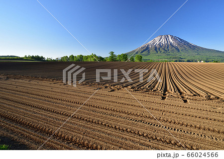 初夏の北海道倶知安町で残雪の羊蹄山（蝦夷富士）と耕した畑の畝の朝の風景を撮影 66024566