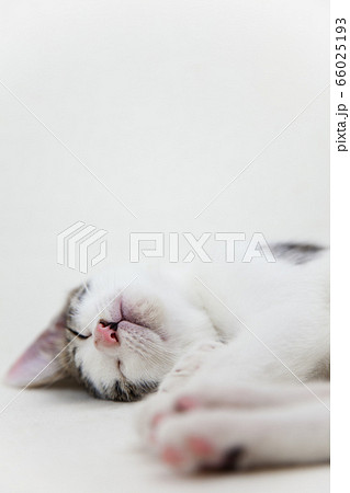 眠る子猫 66025193