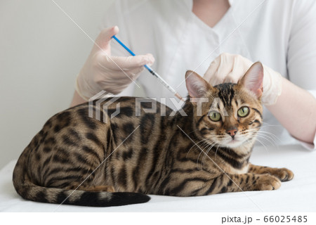 The veterinarian gives an injection to the cat. A big fat Bengal cat is sitting on the table in front of the doctor. Vaccination, coronovirus, diagnosis and treatment. The veterinarian gives an injection to the cat. A big fat Bengal cat is sitting on the table in front of the doctor. Vaccination, coronovirus, diagnosis and treatment. 66025485