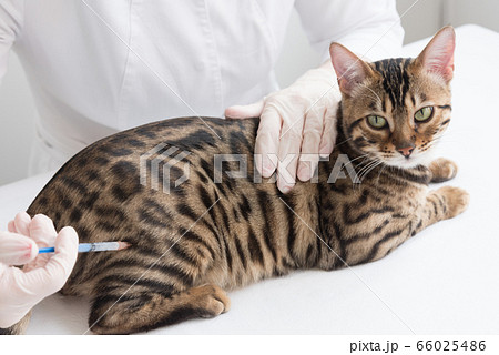 The cat is located on the table in front of the veterinarian. The doctor makes an intramuscular injection. Care and treatment, vaccination. The cat is located on the table in front of the veterinarian. The doctor makes an intramuscular injection. Care and treatment, vaccination. 66025486