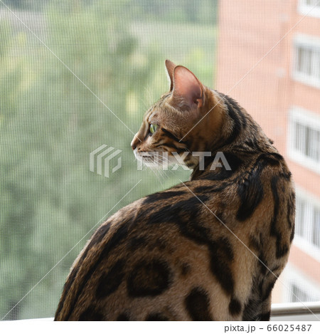 A beautiful and graceful Bengal cat sits on the windowsill and looks out the window. A thoroughbred pet. A noble profile. 66025487
